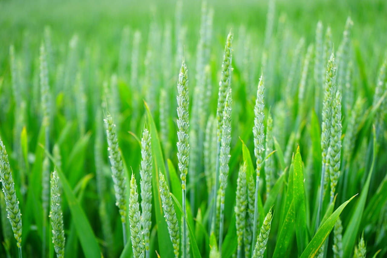 green-wheat-field-1117267 green, wheat, field-1117267.jpg