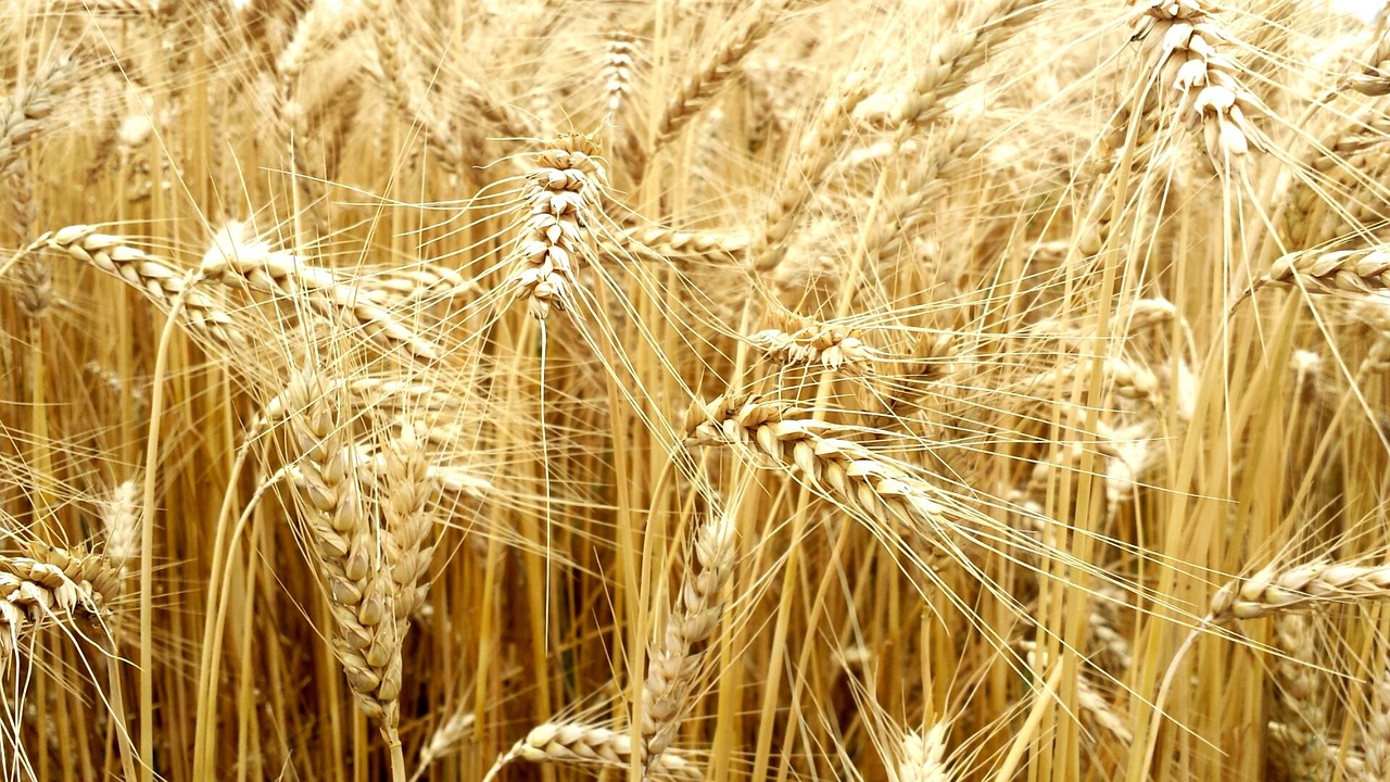 grain-full-value-wheat-2713394 grain, full value, wheat-2713394.jpg